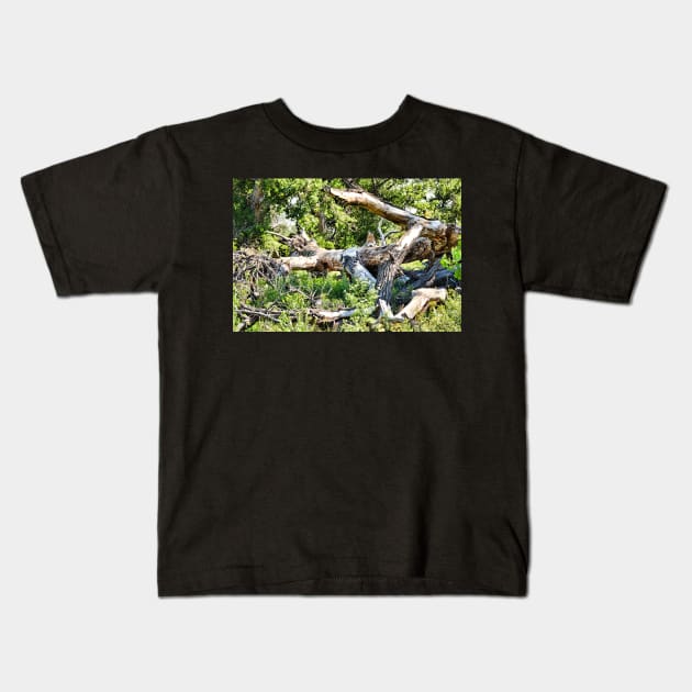 Deadwood on Cherry Creek Trail 1 Kids T-Shirt by bobmeyers